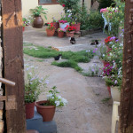 cats in Siatista, Macedonia, Greece