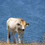 Cow in Agios Achilleios island in Small Prespa lake