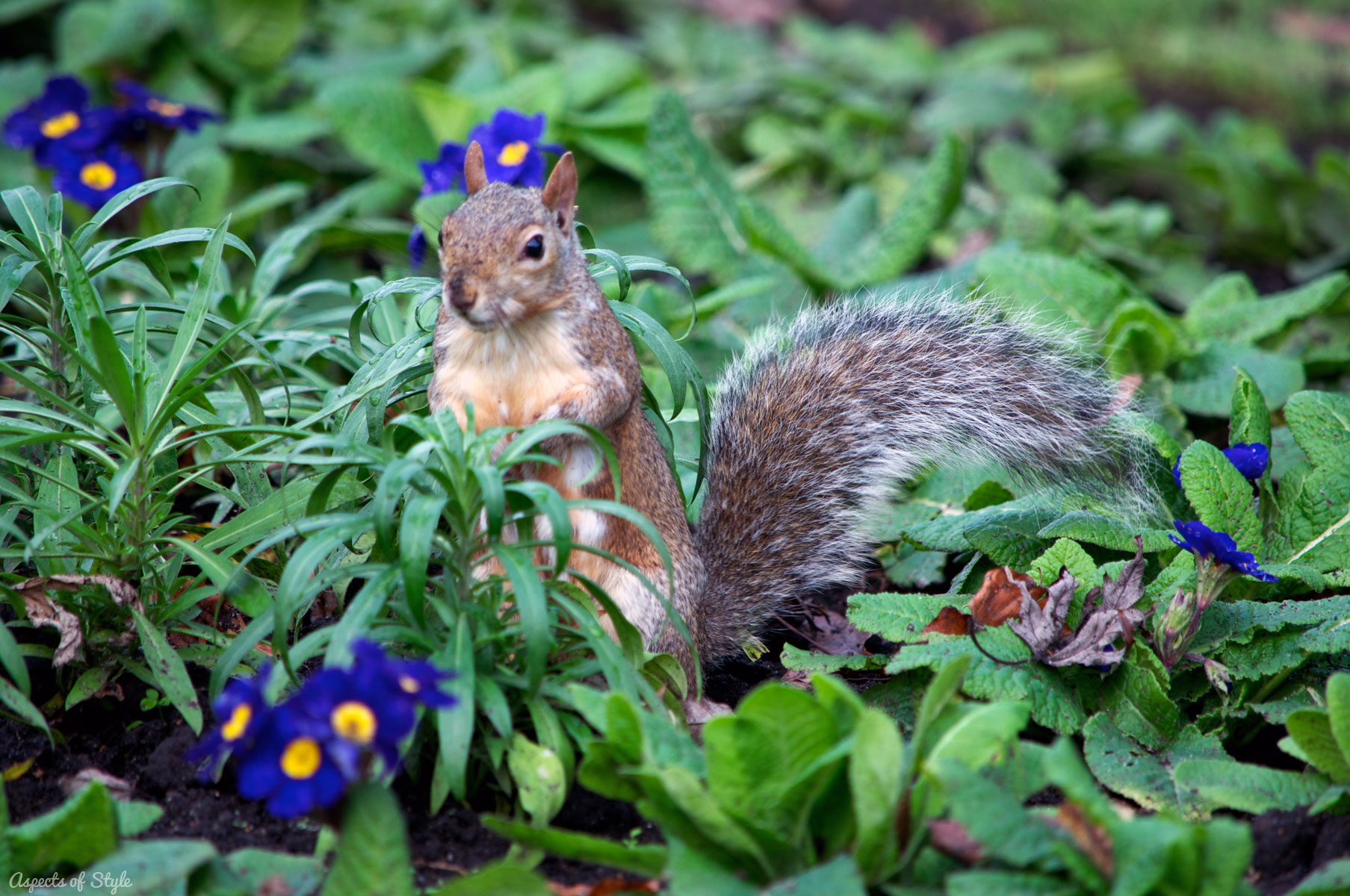squirrel in Hyde Park, London