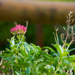 Guildford Castle Gardens