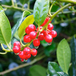 Guildford Castle Gardens