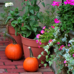 pumpkins and flowers on Commonwealth Avenue, Back Bay, Boston
