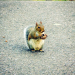 squirrel at Boston Public Garden