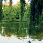 Boston Public Garden