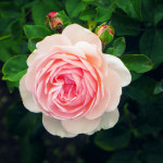 Pink rose in James P. Kelleher rose garden, Back Bay Fens