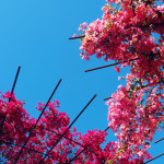 Bougainvilleas in Getty Center
