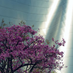 Walt Disney Concert Hall, Los Angeles