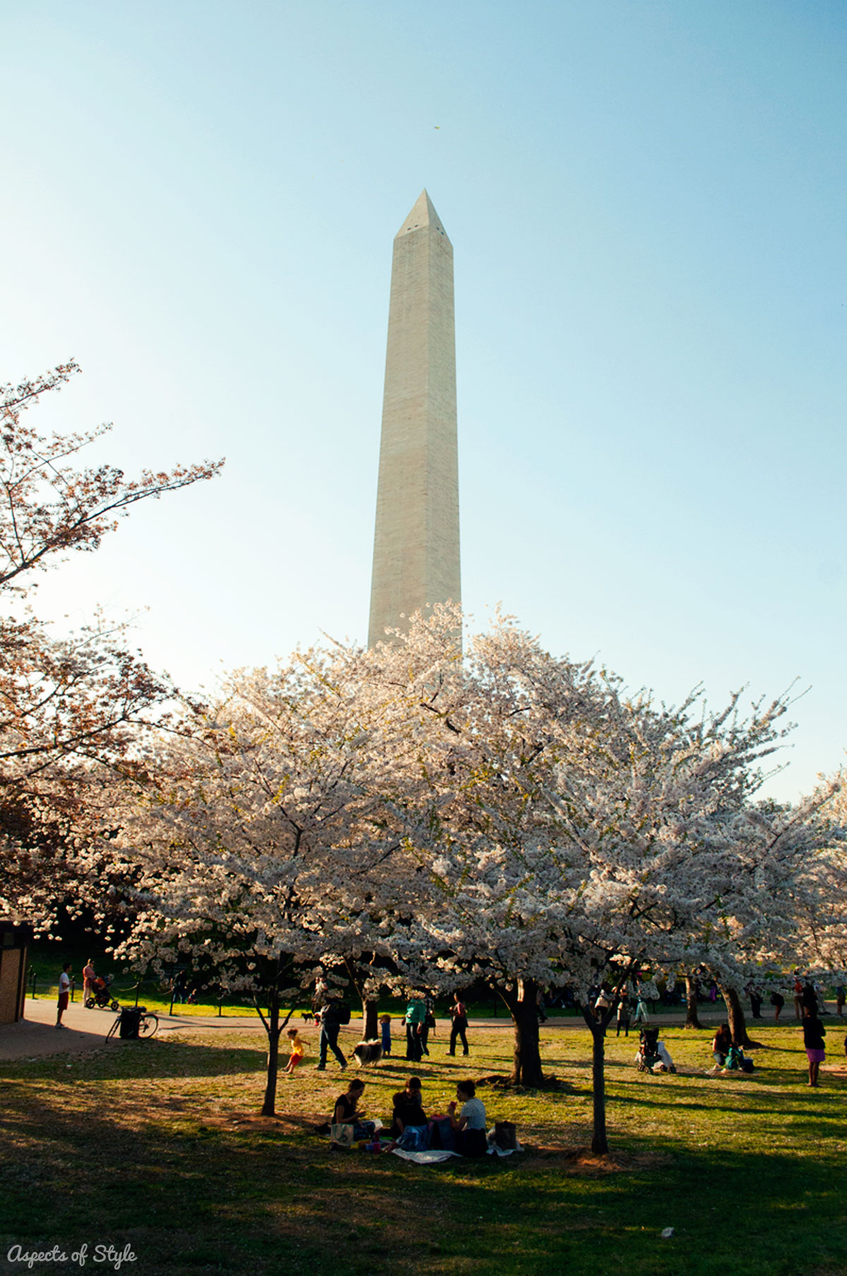 Washington Memorial and Cherry Blossoms in Washington DC