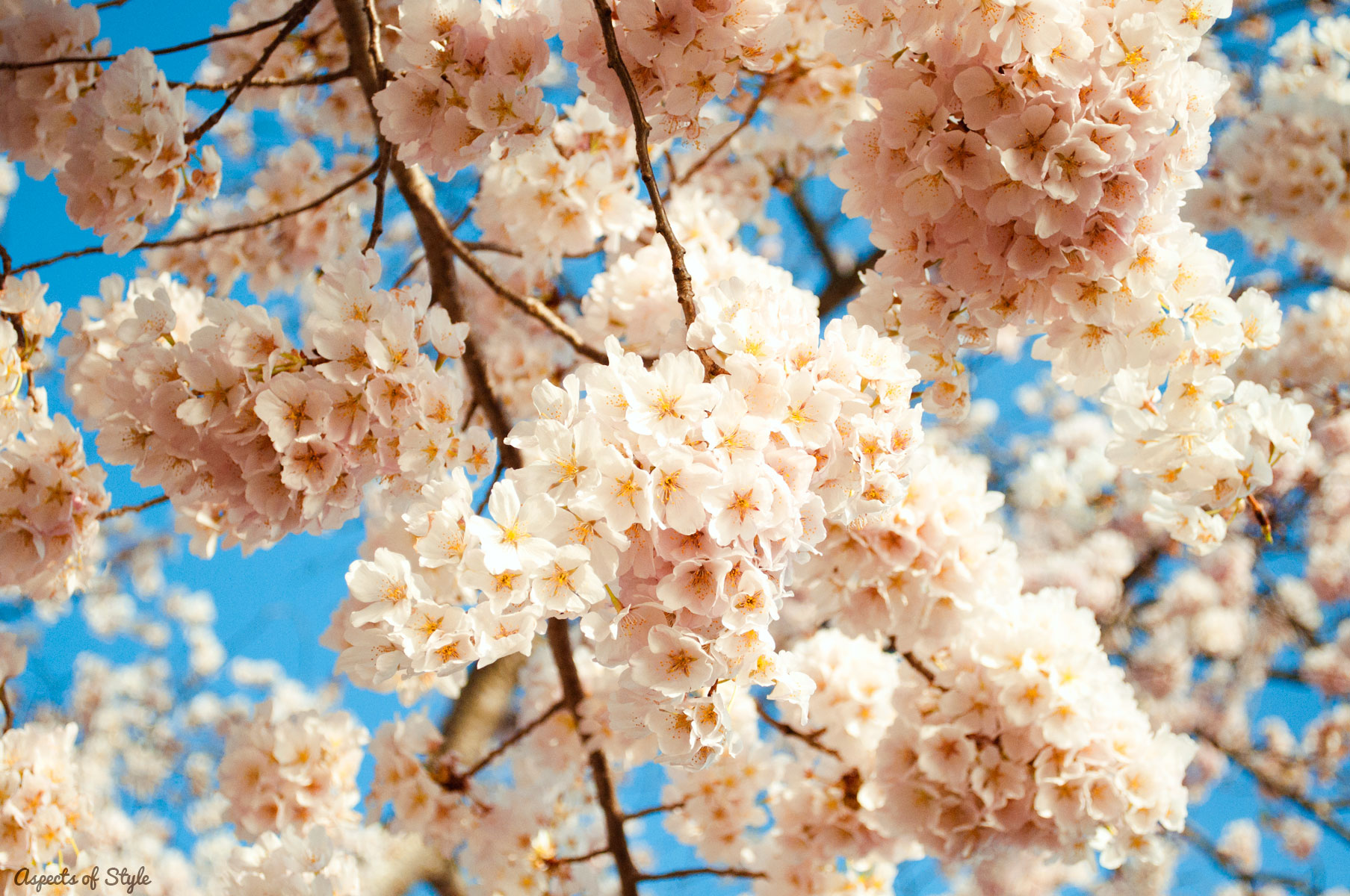 Cherry Blossoms in Washington, DC