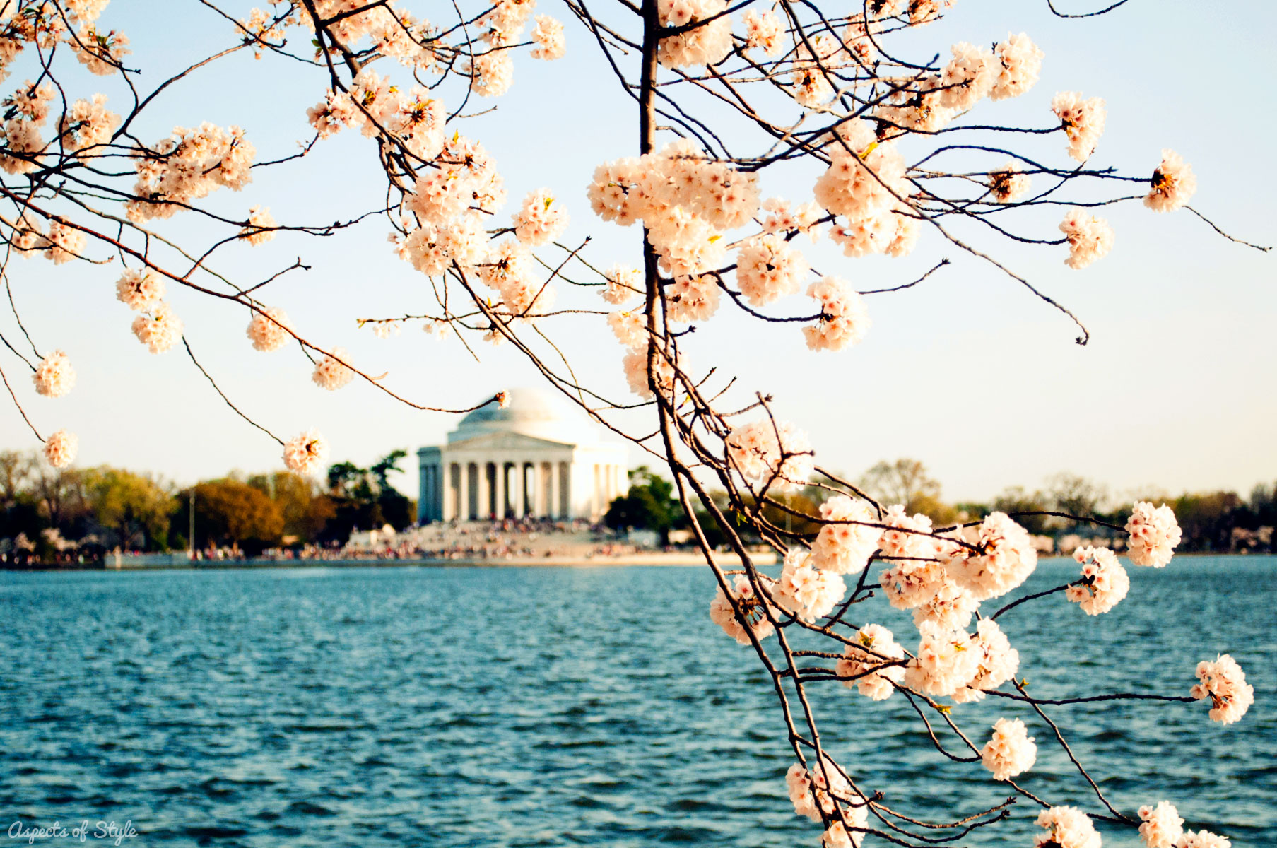 Jefferson Memorial, Tidal Basin and Cherry Blossoms in Washington, DC