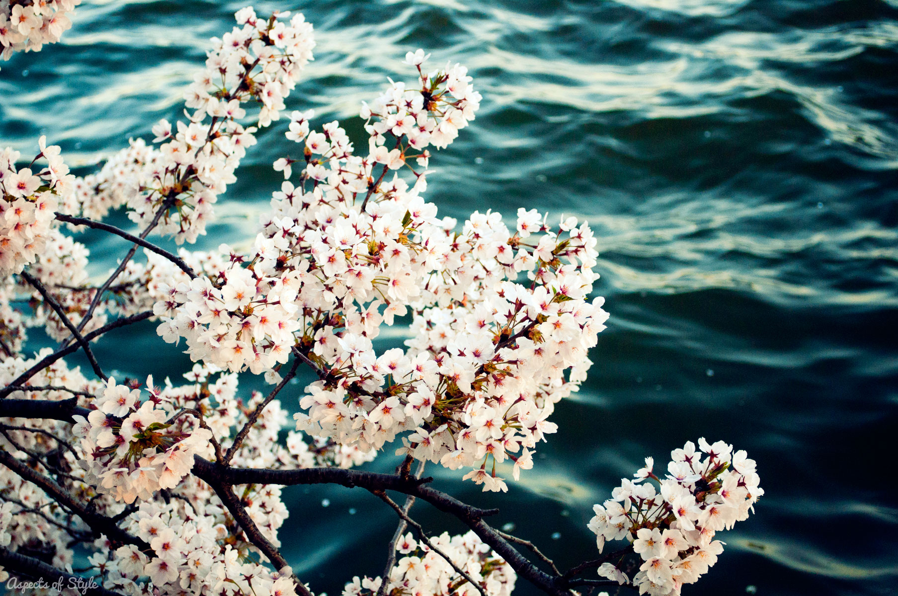 Cherry Blossoms in Washington, DC