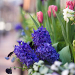 flowers in Beacon Hill