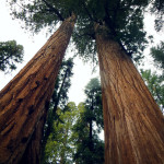 Sequoia National Park