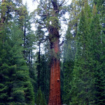 General Sherman Tree, Sequoia National Park