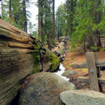Fallen sequoia, Sequoia National Park