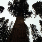 General Sherman Tree, Sequoia National Park
