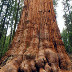 General Sherman Tree, Sequoia National Park