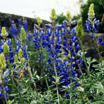 wildflowers at Sequoia National Park