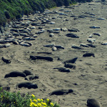 Sea Lion Rookery in San Simeon