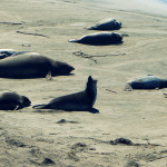Sea Lion Rookery in San Simeon