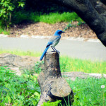 Golden Gate Park, San Francisco