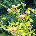 Golden Gate Park, San Francisco