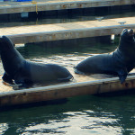Sea Lions in Pier 39