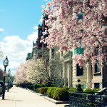 Magnolias in Commonwealth Avenue, Boston