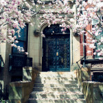 Magnolias in Commonwealth Avenue, Boston