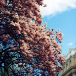 magnolias in Harvard