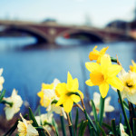 Daffodils and Charles River