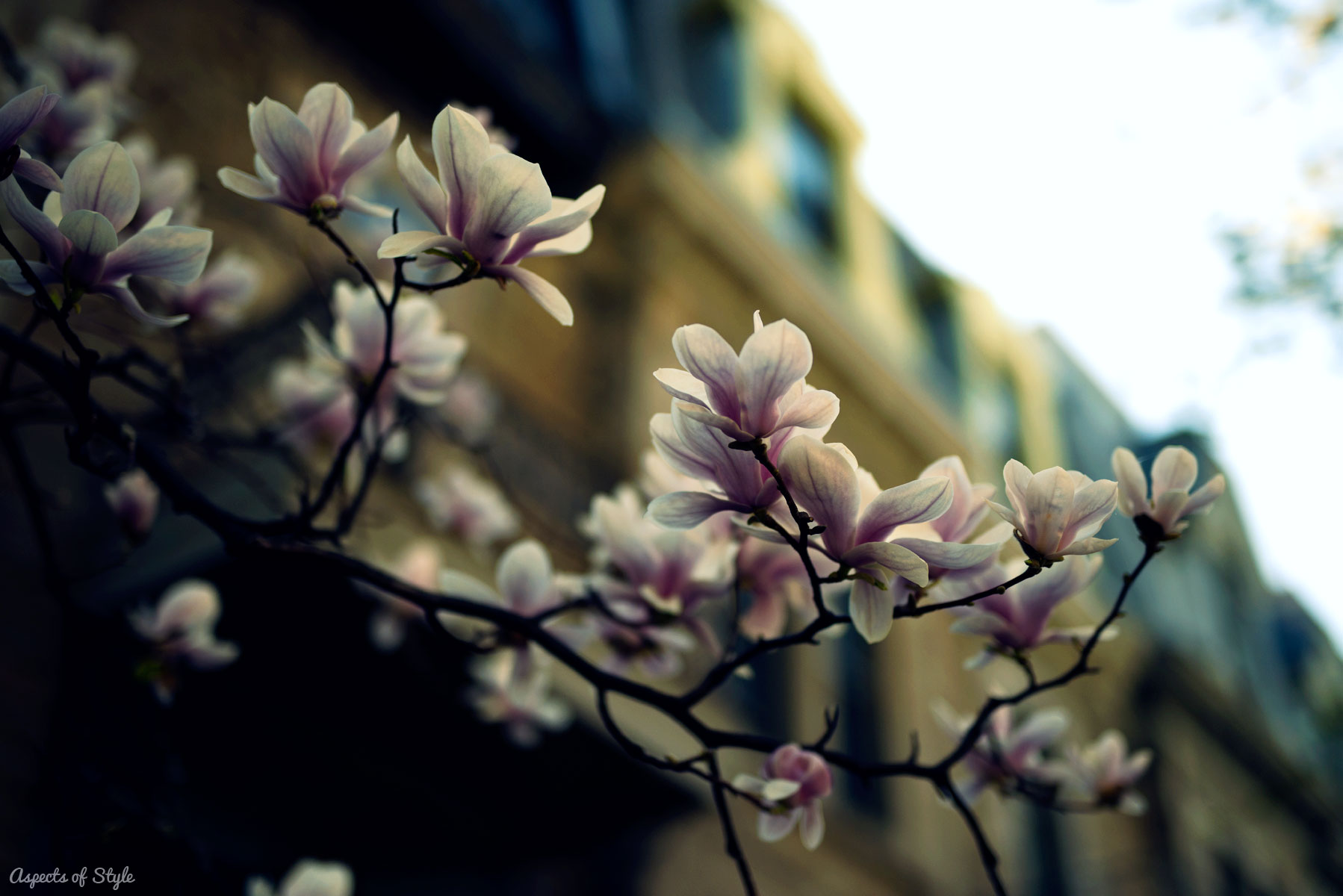 St Louis Square, Montreal