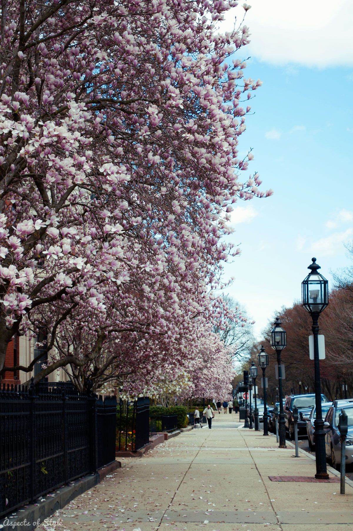 Magnolia blooms in Commonwealth Avenue, Boston