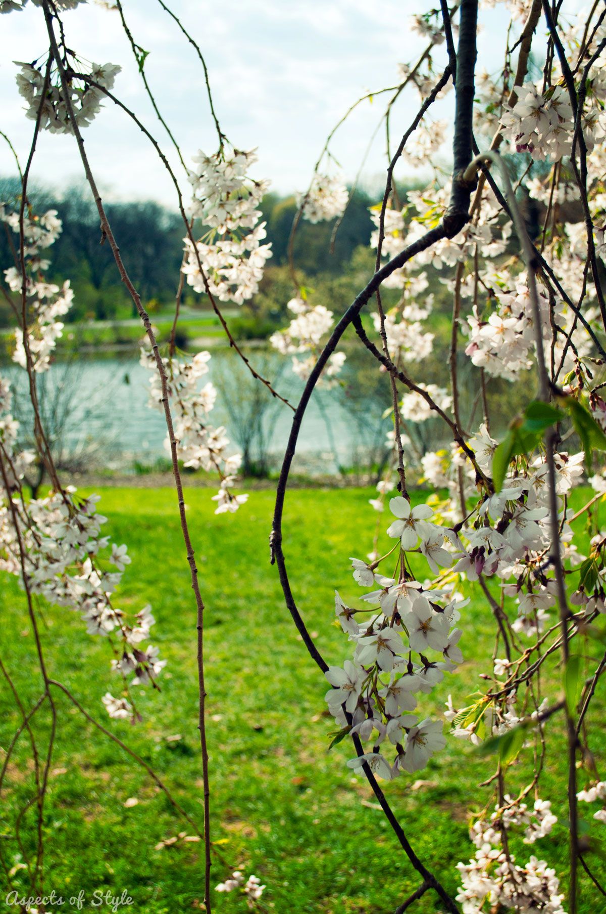 Arnold Arboretum of Harvard University