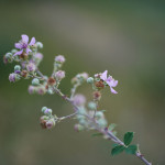 wild flower in Crete, Greece