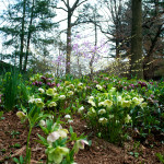 Central Park, New York City