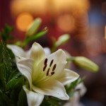 lilies in Noel, the Holiday Bar in Athens