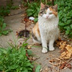 Cat in Chania old town