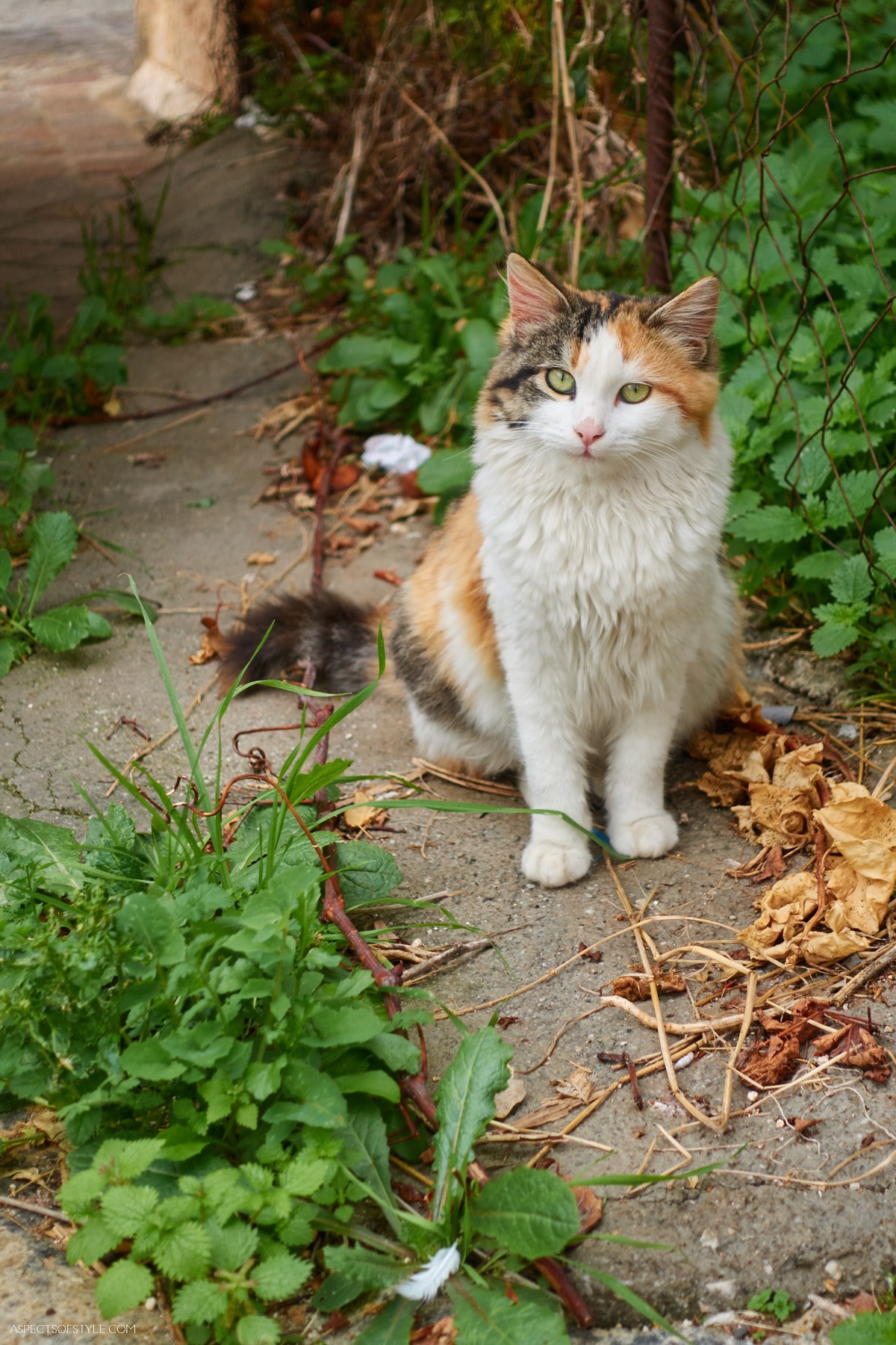 Cat in Chania old town