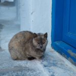 cat in Chora Amorgos, Greece