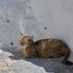 cat in Chozoviotissa monastery, Amorgos Greece
