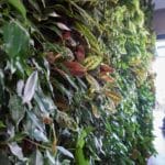 "garden wall" at The Zillers roof garden, Athens