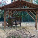 Kri kri goats in Chania public garden