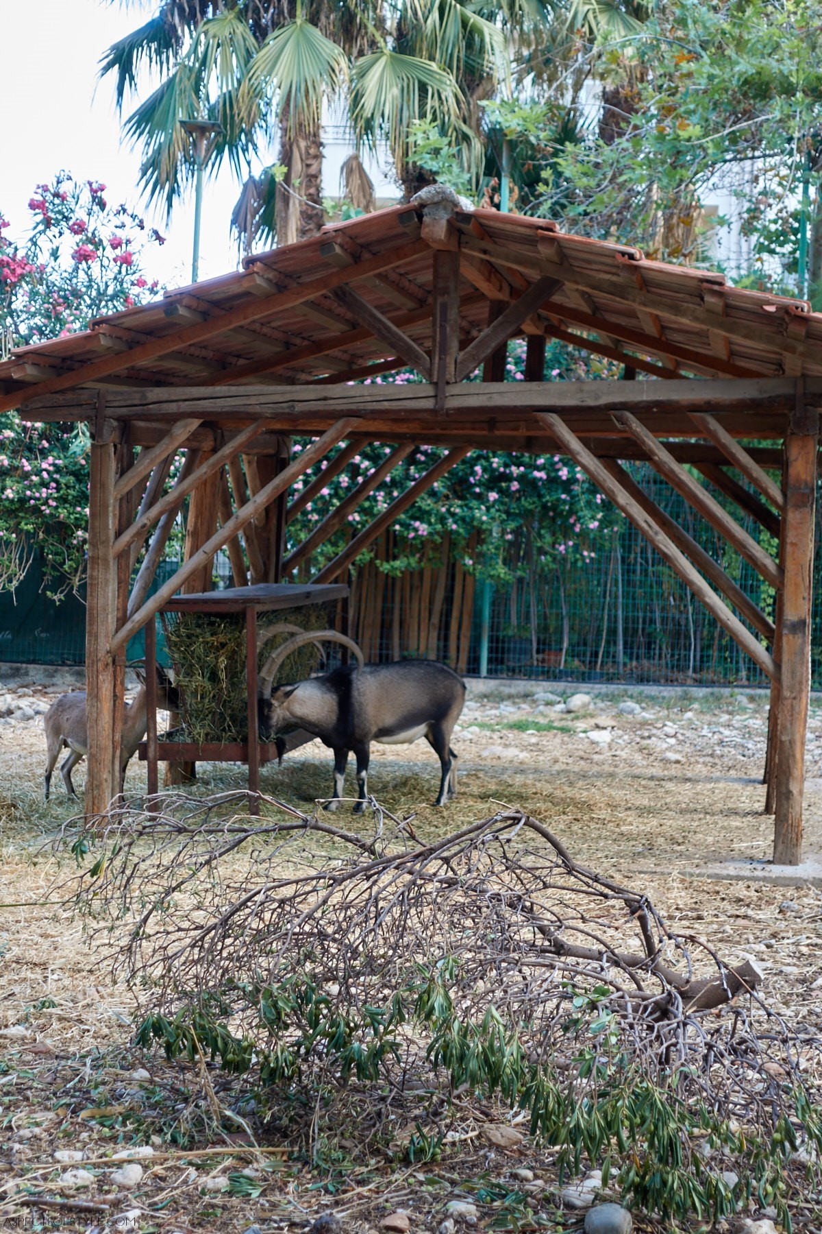 Kri kri goats in Chania public garden