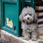 dog in Trastevere, Rome