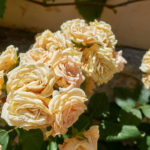 St Anne church yard in Plaka