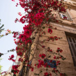 Bougainvillea in Plaka, Athens
