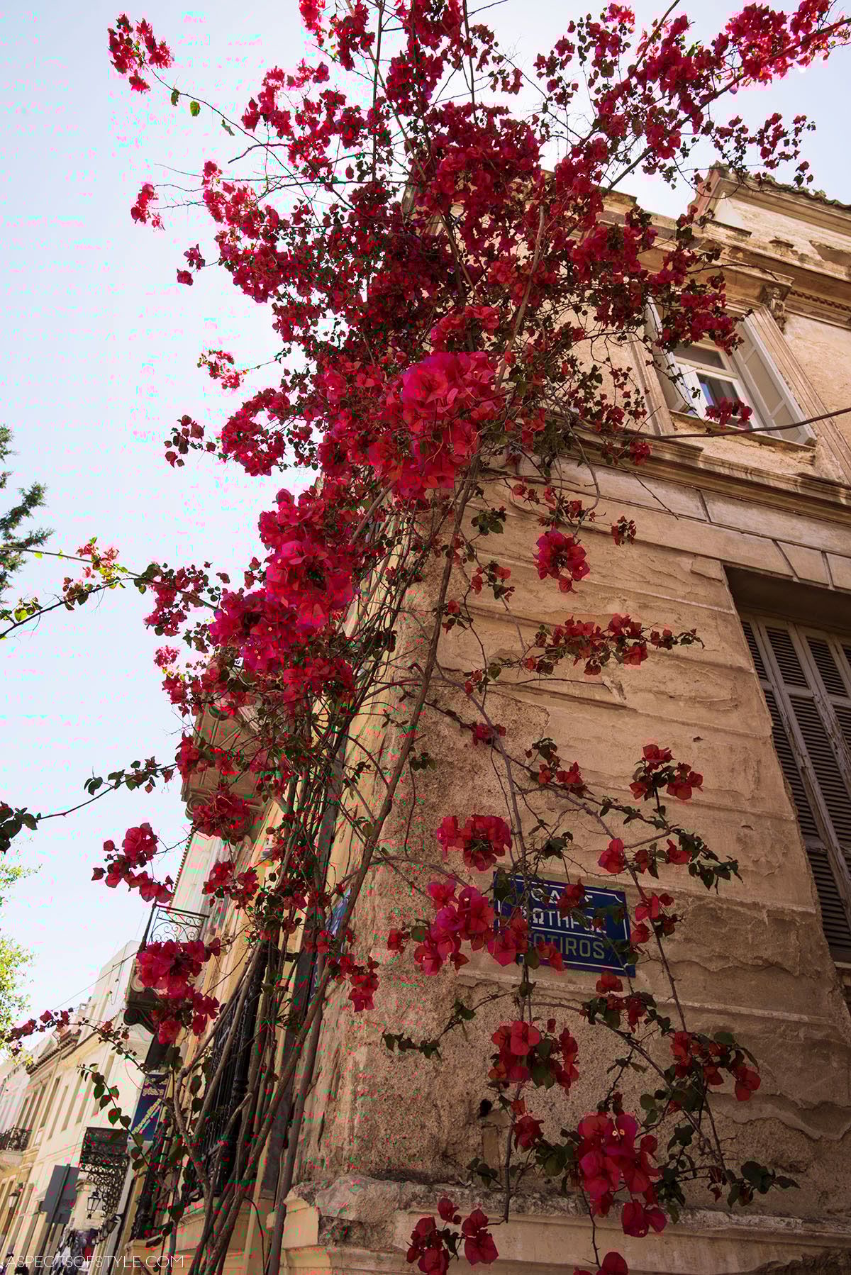 Bougainvillea in Plaka, Athens