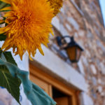 Yellow flower in Kardamyli, Peloponnese, Greece