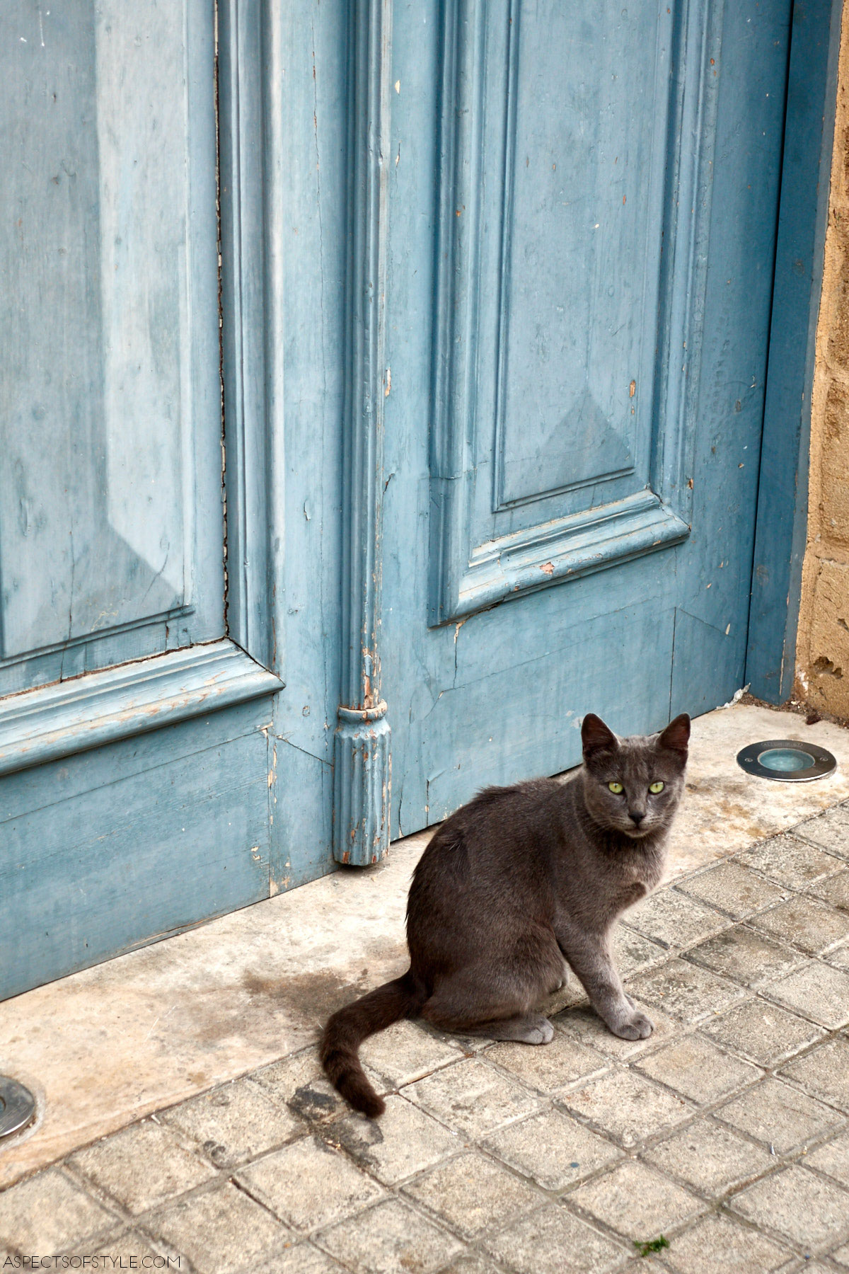 Cat in Nicosia
